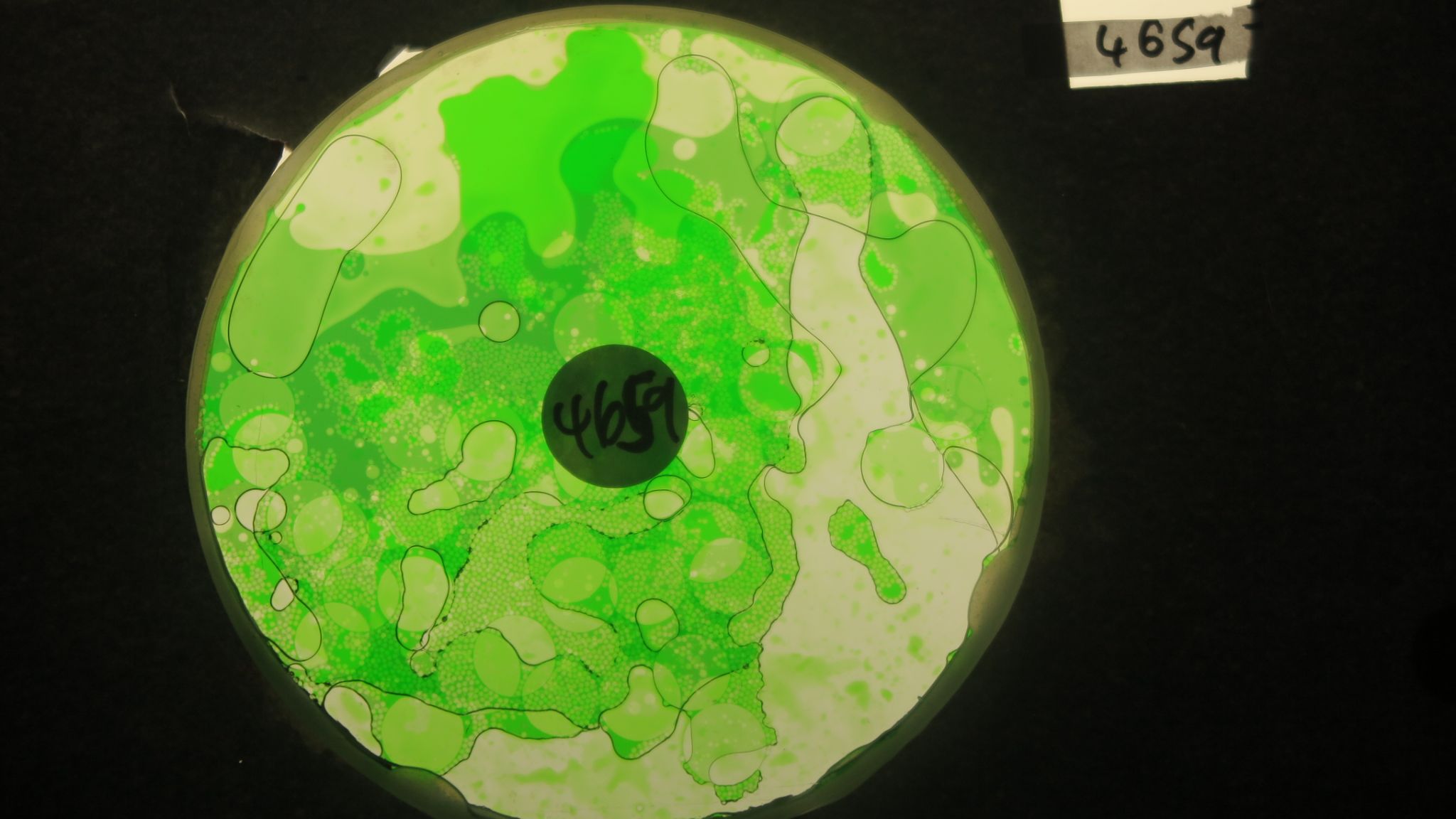 BV4659 bubble vision oil wheel